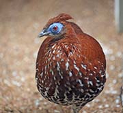 Picture/image of Bomean Crested Fireback