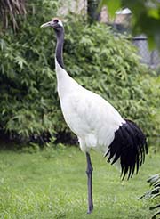 Picture/image of Red-crowned Crane