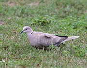 Picture/image of Eurasian Collared Dove