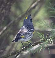 Picture/image of Yellow-rumped Myrtle Warbler