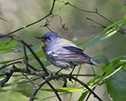 Picture/image of Northern Parula