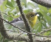 Picture/image of Pine Warbler