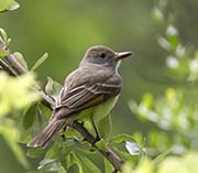 Picture/image of Acadian Flycatcher