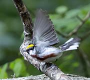 Picture/image of Chestnut-sided Warbler