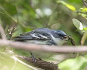 Picture/image of Cerulean Warbler
