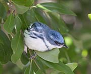 Picture/image of Cerulean Warbler