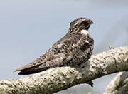 Picture/image of Common Nighthawk