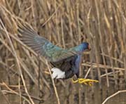 Picture/image of Purple Gallinule