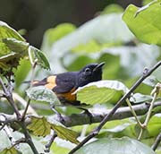 Picture/image of American Redstart