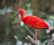  Scarlet Ibis