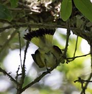 Picture/image of American Redstart
