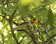 Picture/image of Blackburnian Warbler