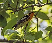 Picture/image of Blackburnian Warbler