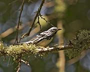 Picture/image of Black-and-white Warbler