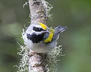 Picture/image of Golden-winged Warbler
