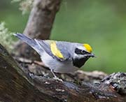 Picture/image of Golden-winged Warbler