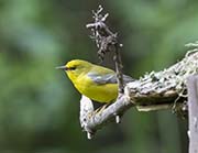Picture/image of Blue-winged Warbler