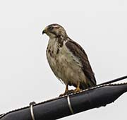 Picture/image of Swainson's Hawk
