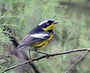 Picture/image of Magnolia Warbler