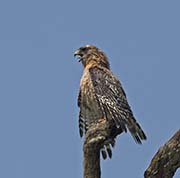 Picture/image of Red-shouldered Hawk
