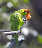 Picture/image of Iris Lorikeet