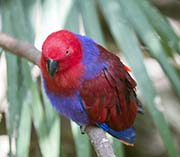 Picture/image of Eclectus Parrot