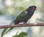 Picture/image of Papuan Lorikeet