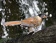 Picture/image of Spotted Laughingthrush