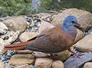 Picture/image of Blue-headed Wood-dove