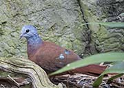 Blue-headed Wood-dove