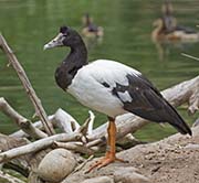 Picture/image of Magpie Goose