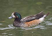 Picture/image of Chiloe Wigeon