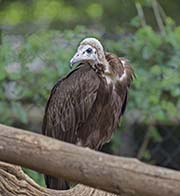 Picture/image of Hooded Vulture