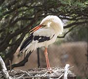 Picture/image of White Stork