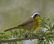Picture/image of Common Yellowthroat
