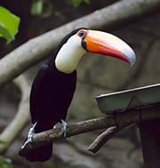 Picture/image of Toco Toucan