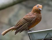 Picture/image of Andean Cock-of-the-rock