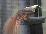 Picture/image of Raggiana Bird-of-paradise