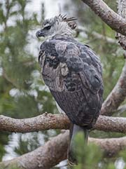 Picture/image of Harpy Eagle
