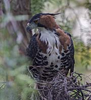 Picture/image of Ornate Hawk-eagle