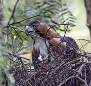 Picture/image of Ornate Hawk-eagle