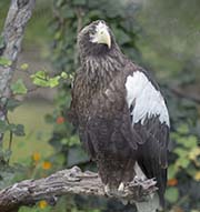 Picture/image of Steller's Sea Eagle
