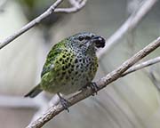 Picture/image of Spotted Tanager