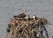 Picture/image of Osprey