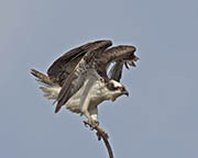 Picture/image of Osprey