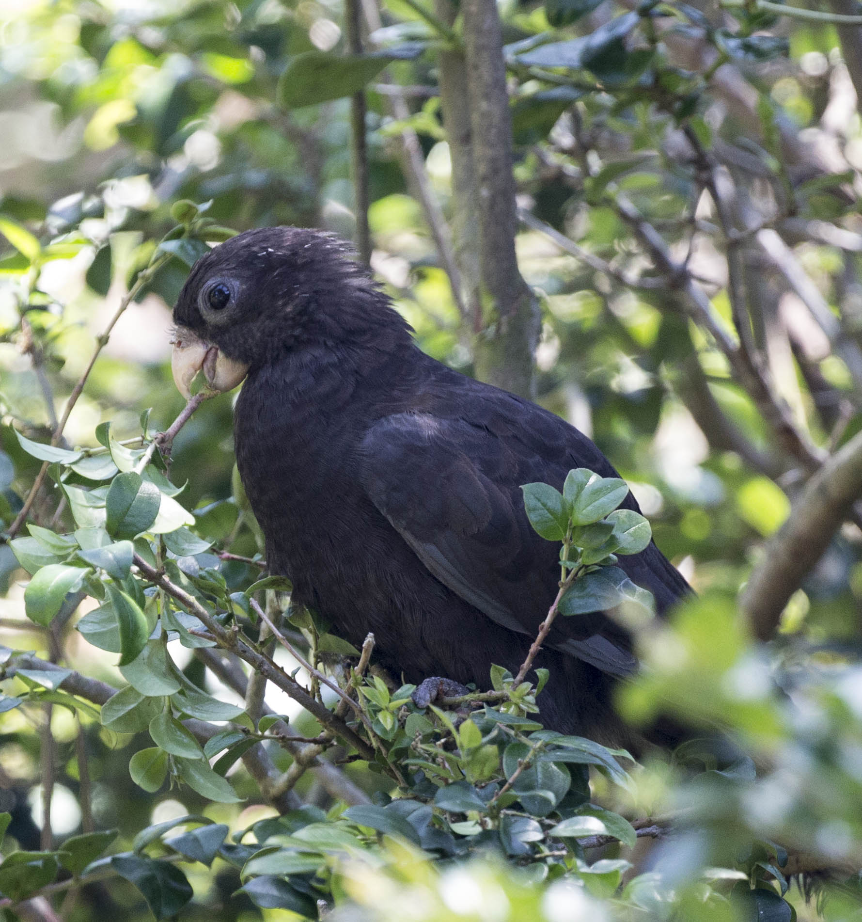 Pictures and information on Black Parrot