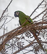 Picture/image of Chestnut-fronted Macaw