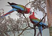 Picture/image of Red-and-green Macaw
