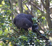 Picture/image of Black Parrot