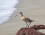 Picture/image of Marbled Godwit